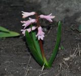 Hyacinthus orientalis