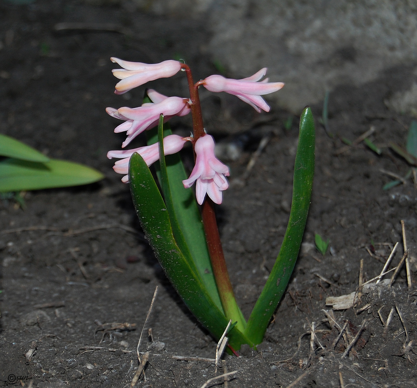 Изображение особи Hyacinthus orientalis.