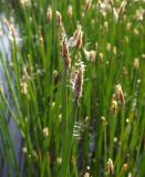 Eleocharis palustris
