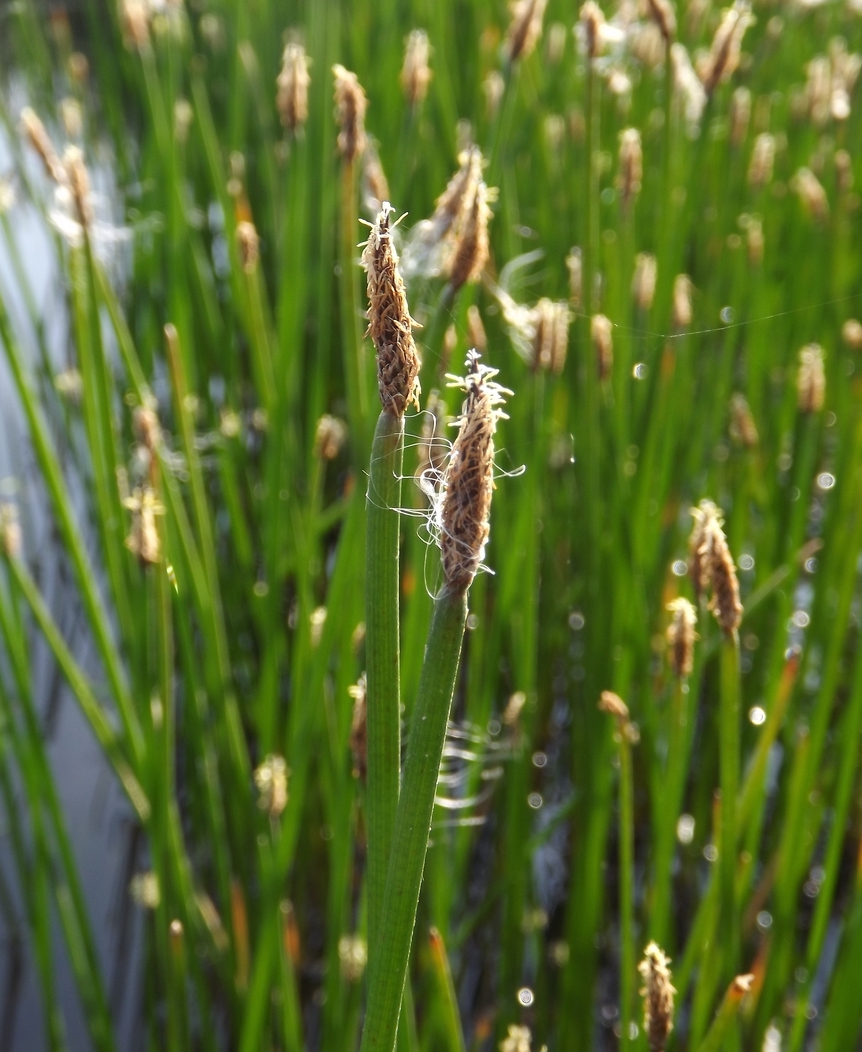 Изображение особи Eleocharis palustris.