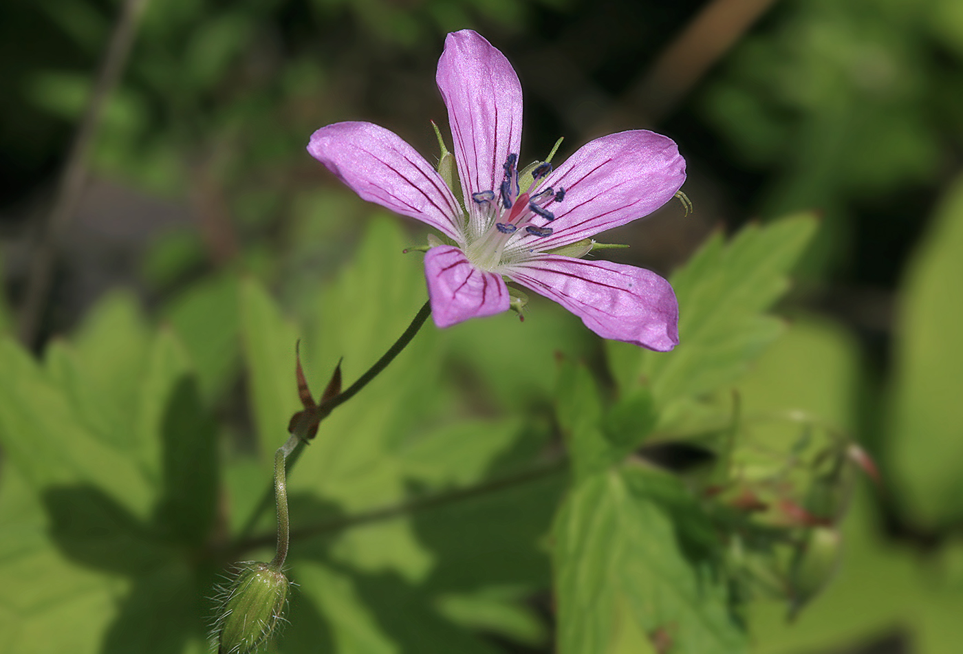 Изображение особи Geranium maximowiczii.