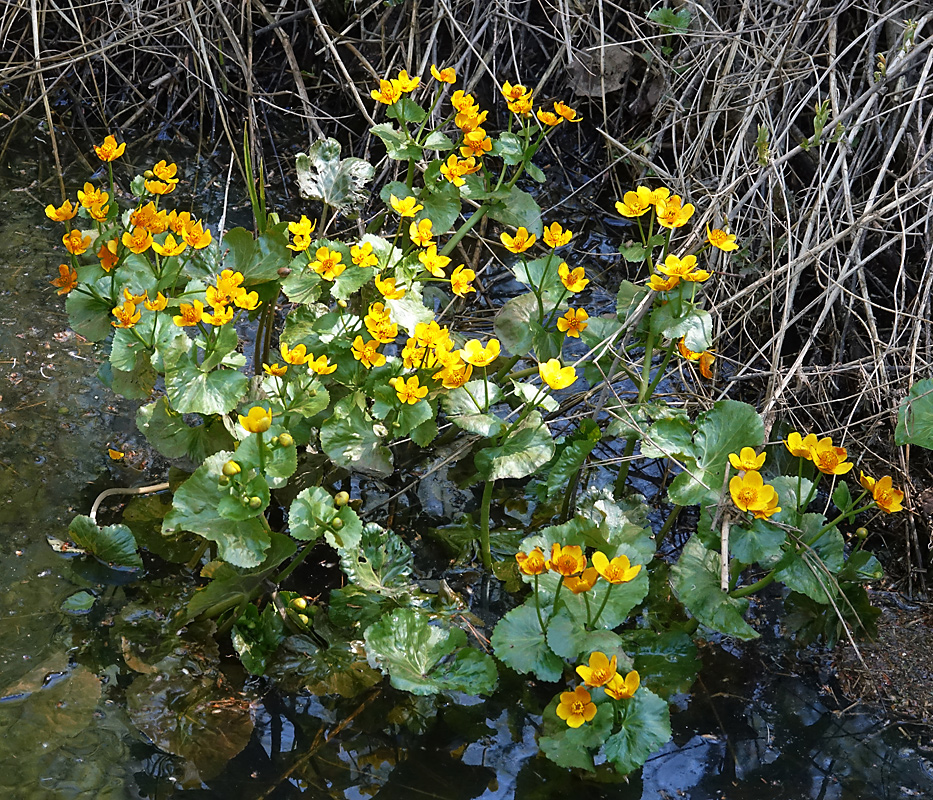 Изображение особи Caltha palustris.