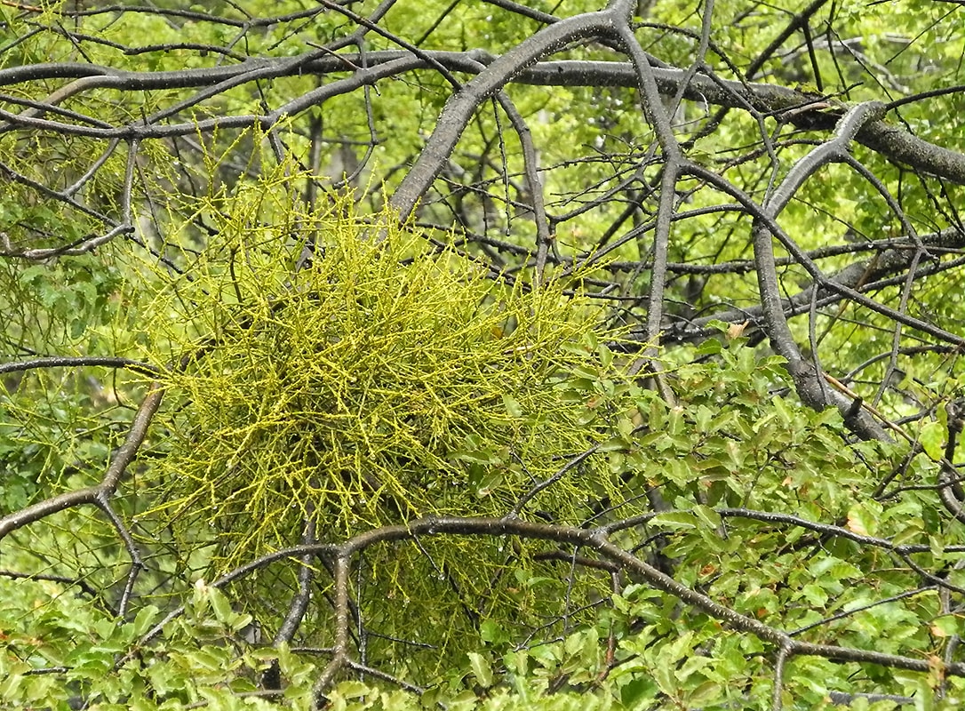 Image of Misodendrum punctulatum specimen.