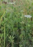 Ammi majus