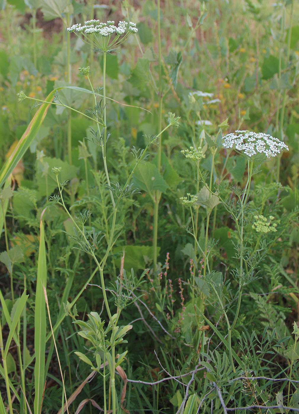 Изображение особи Ammi majus.