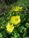 Ranunculus constantinopolitanus