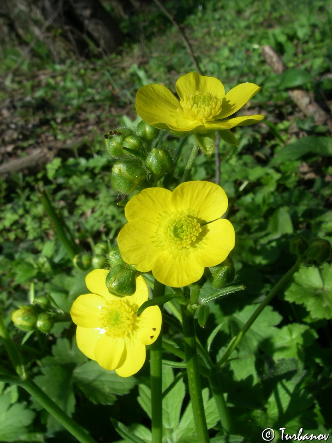 Изображение особи Ranunculus constantinopolitanus.