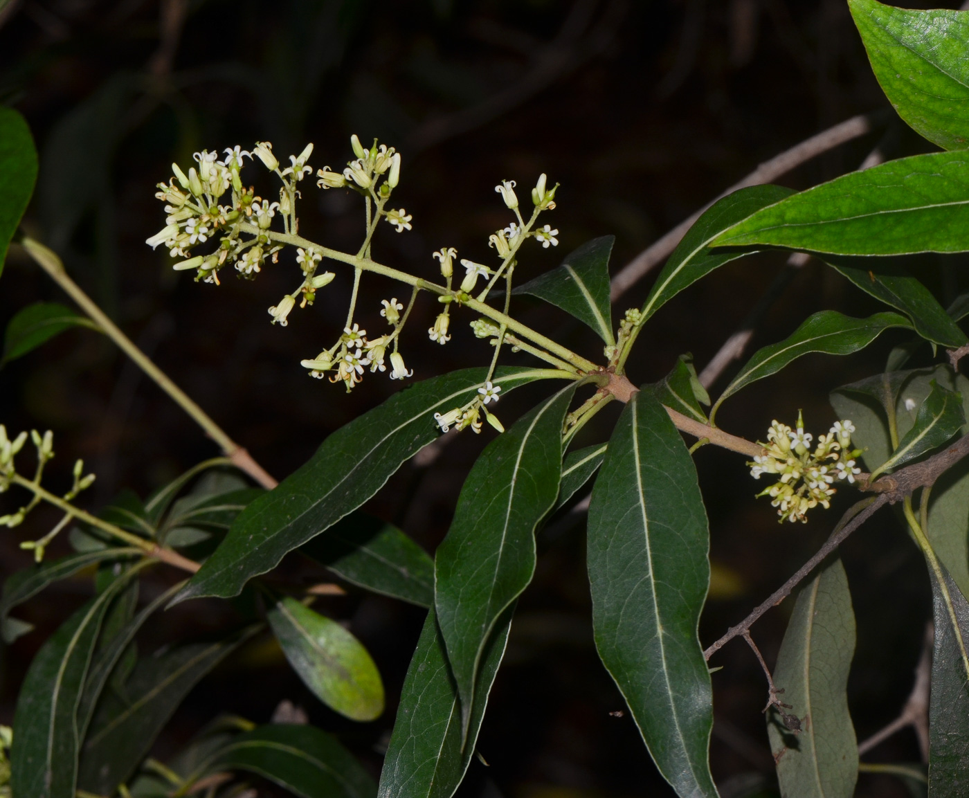 Image of Bontia daphnoides specimen.