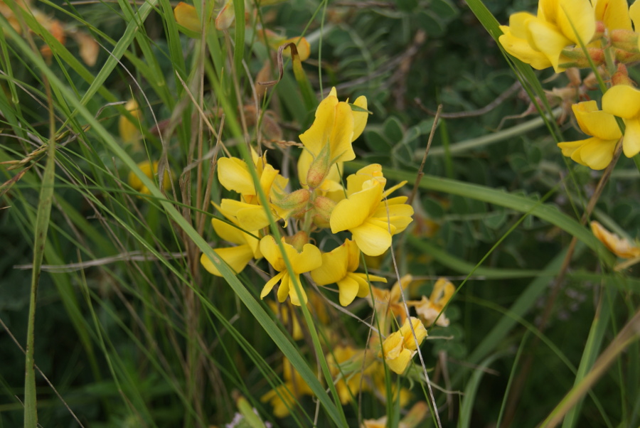 Изображение особи Calophaca wolgarica.