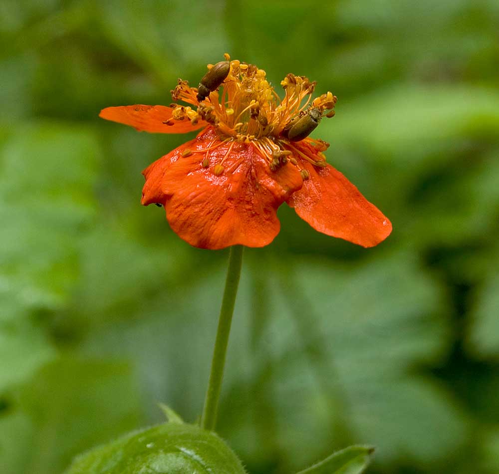 Изображение особи Geum quellyon.