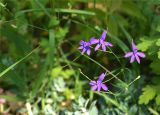 Delphinium paniculatum. Цветки. Крым, Карадагский заповедник, биостанция, парк. 21.06.2017.