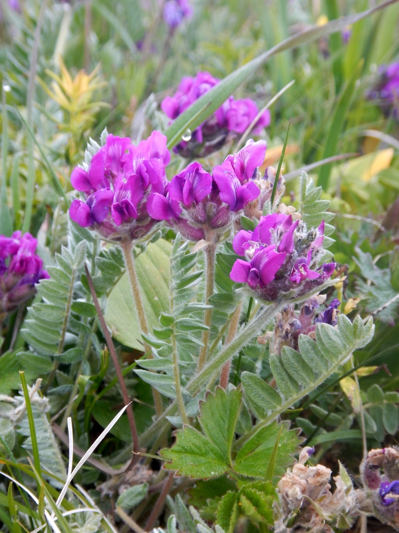 Image of Oxytropis erecta specimen.