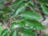 Diospyros lotus