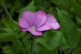 Linum hypericifolium. Верхушка цветущего растения. Республика Адыгея, Майкопский р-н, Кавказский биосферный заповедник, юго-восточное подножие горы Оштен, субальпийский луг, выс. ок. 1840 м н.у.м. 15.07.2017.