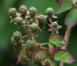 Rubus allegheniensis