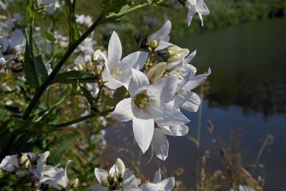 Image of Gadellia lactiflora specimen.