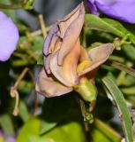 Vigna speciosa. Отцветающий цветок. Израиль, Шарон, г. Герцлия, ограда двора, в культуре. 20.05.2017.