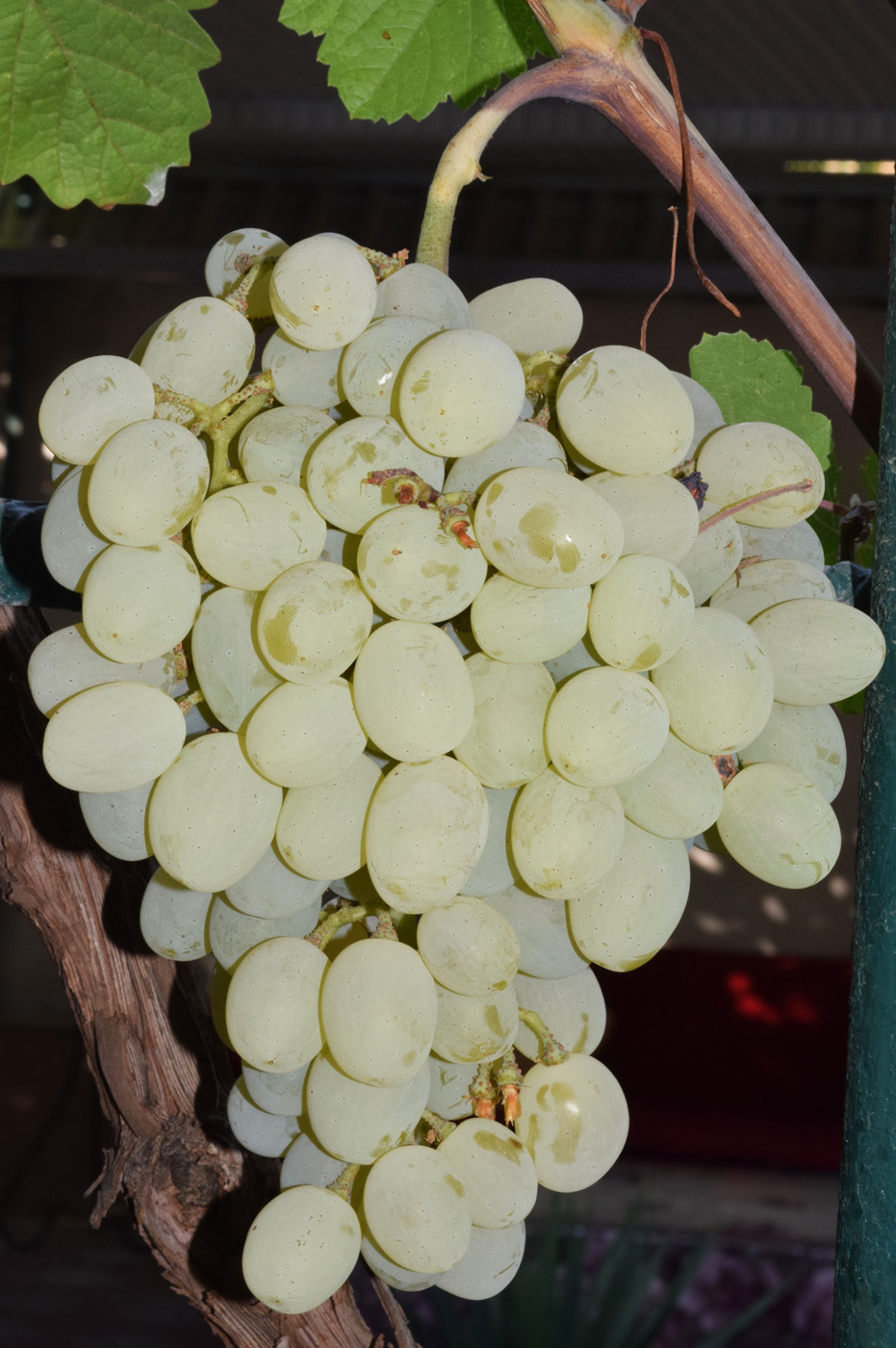 Изображение особи Vitis vinifera.