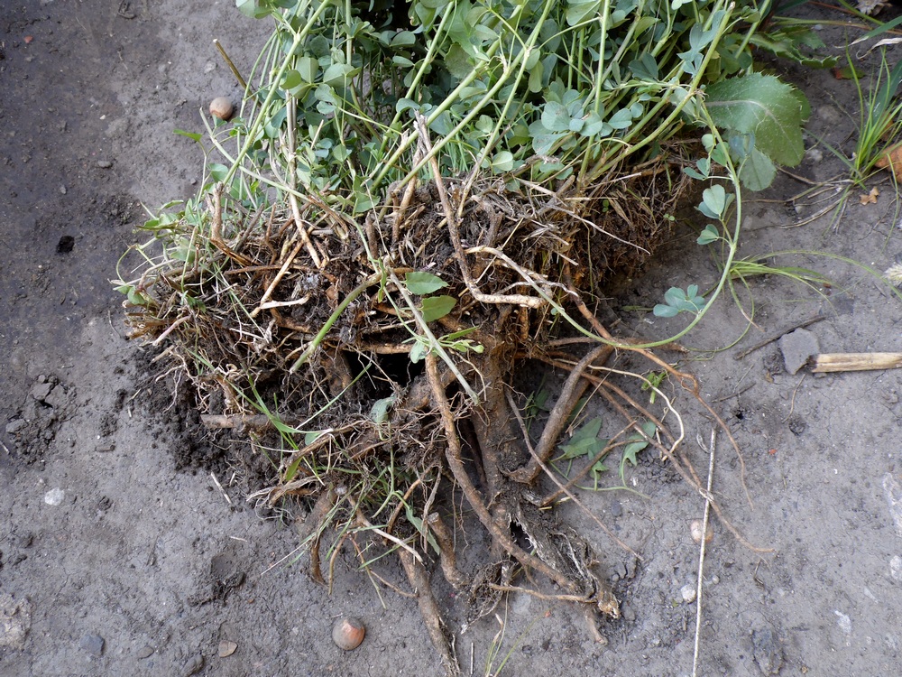 Image of Medicago falcata specimen.