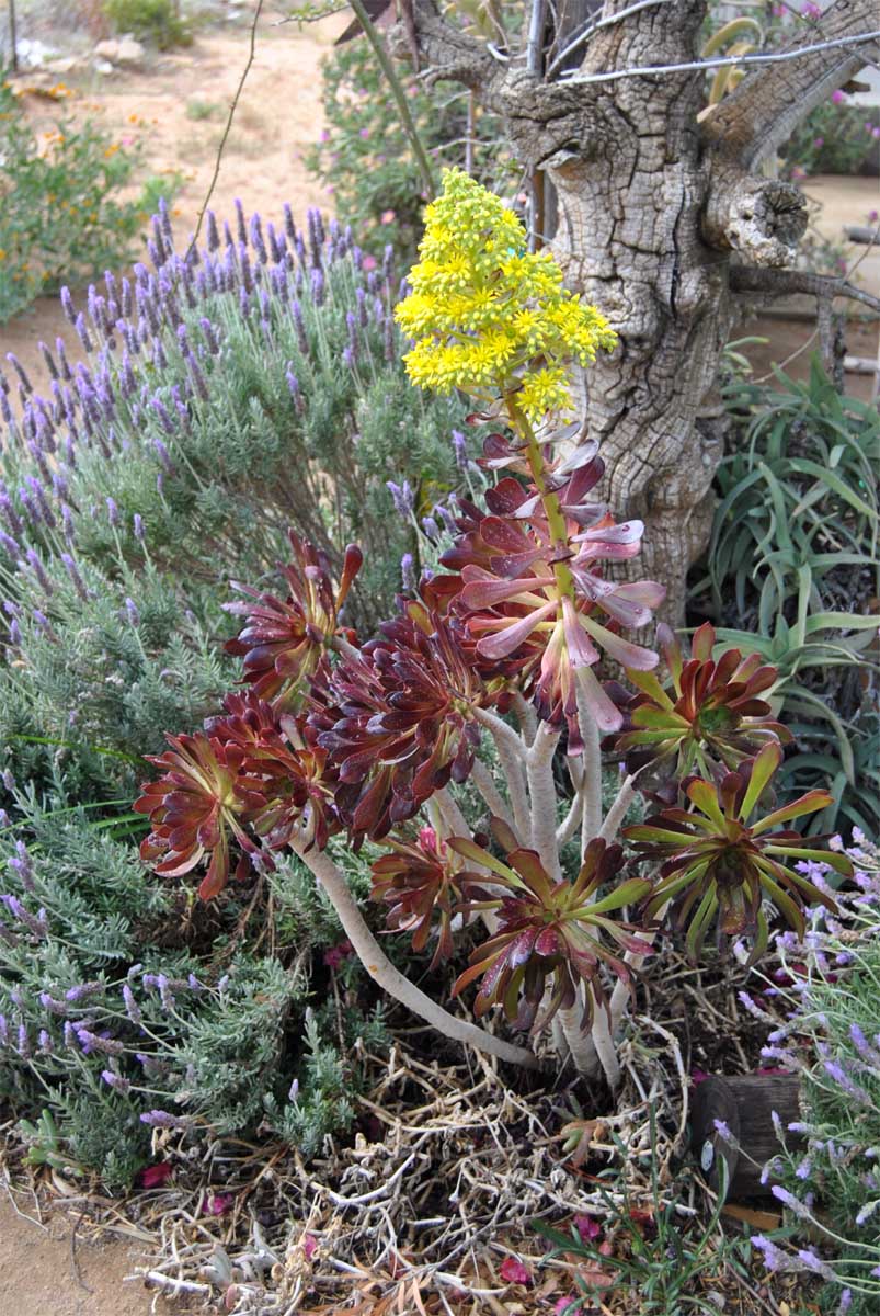 Image of Aeonium arboreum specimen.