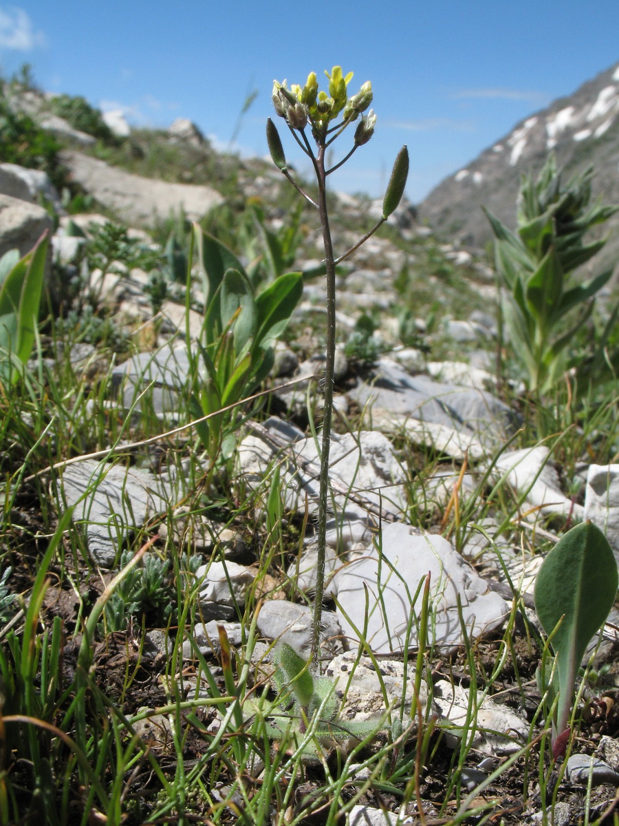 Изображение особи Draba stenocarpa.