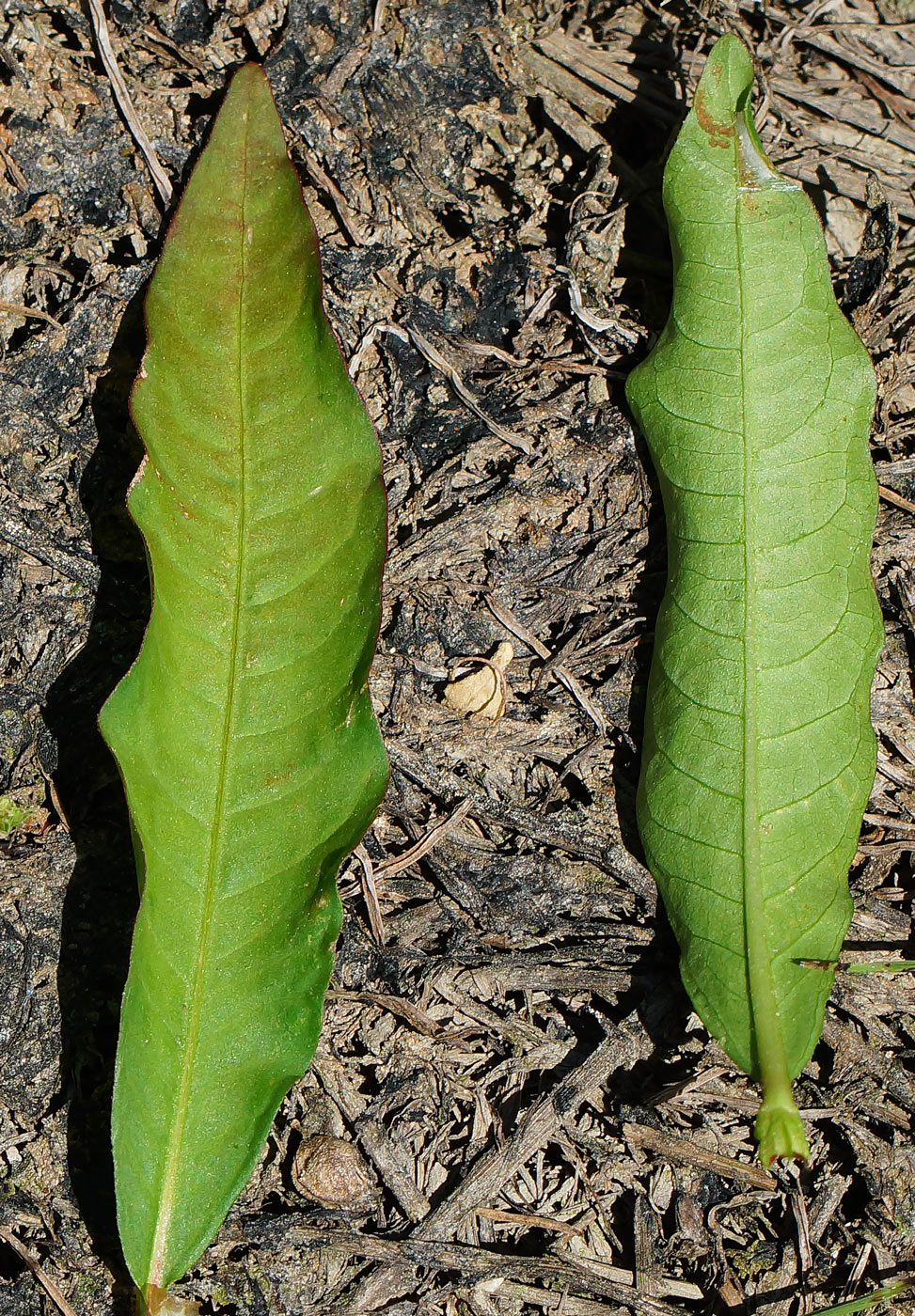 Image of Persicaria hydropiper specimen.