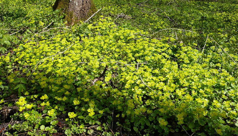 Image of Chrysosplenium alternifolium specimen.