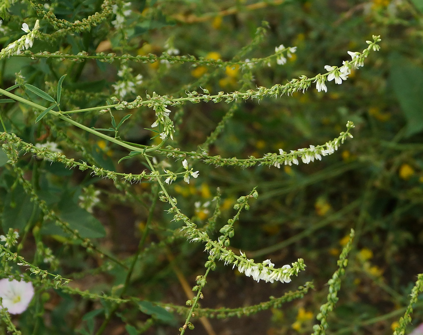Image of Melilotus albus specimen.