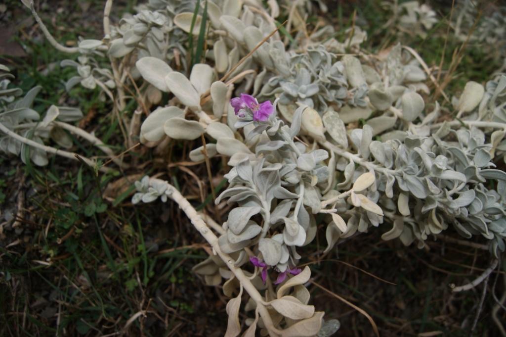 Image of Stachys stschegleewii specimen.