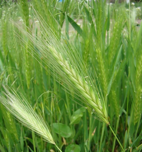 Image of Hordeum leporinum specimen.