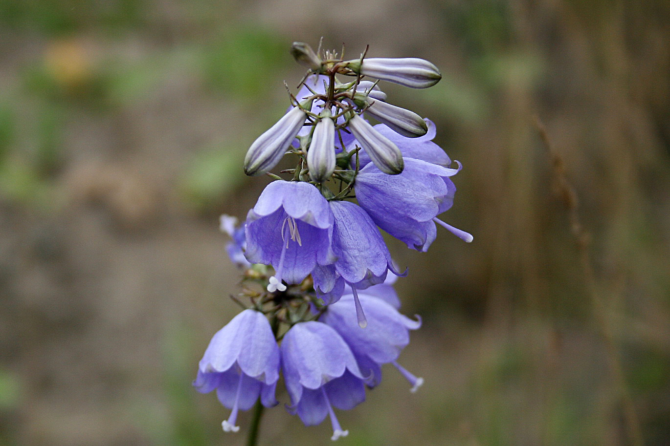 Изображение особи Adenophora triphylla.