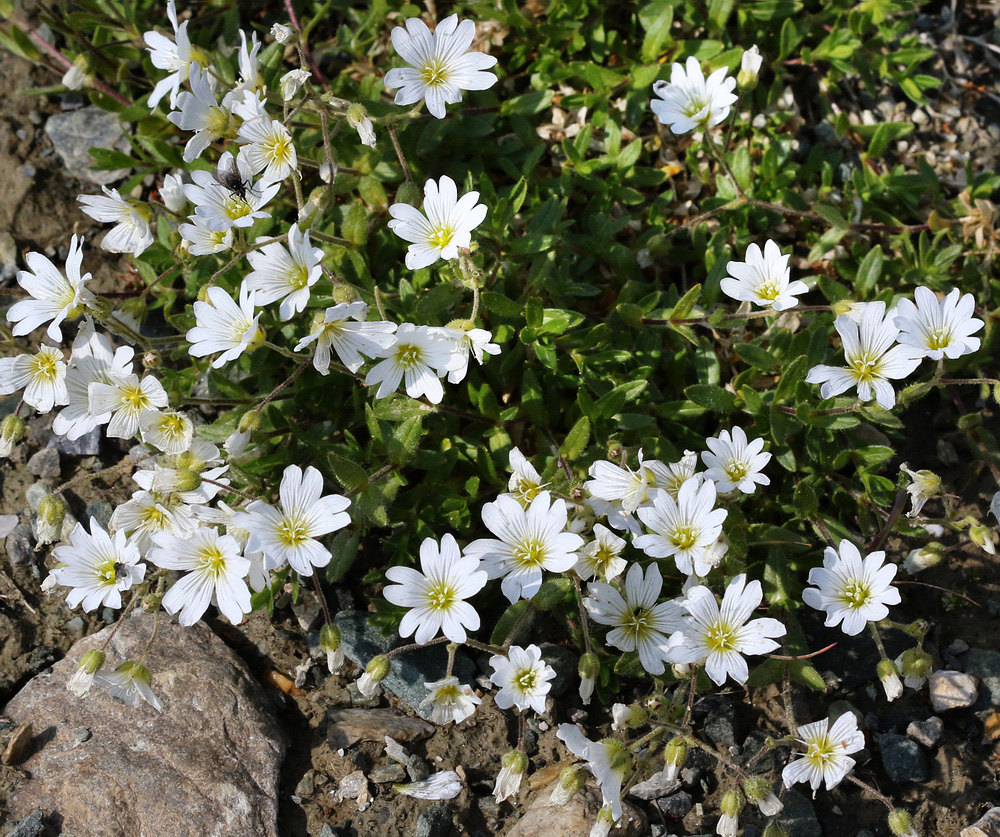 Image of Cerastium alpinum specimen.