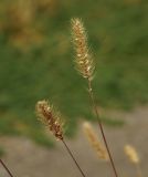 Setaria viridis