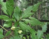 Euonymus verrucosus. Часть ветви с плодами; видны листья с нижней стороны (повреждены). Кабардино-Балкария, Эльбрусский р-н, окр. пос. Эльбрус, ок. 1850 м н.у.м., лес. 24.08.2017.