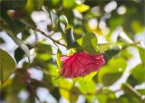 Camellia japonica. Верхушка побега с цветком (культивар 'Pelagia'). Грузия, Аджария, с. Мцване-Концхи, Батумский бот. сад, в культуре. 09.05.2017.