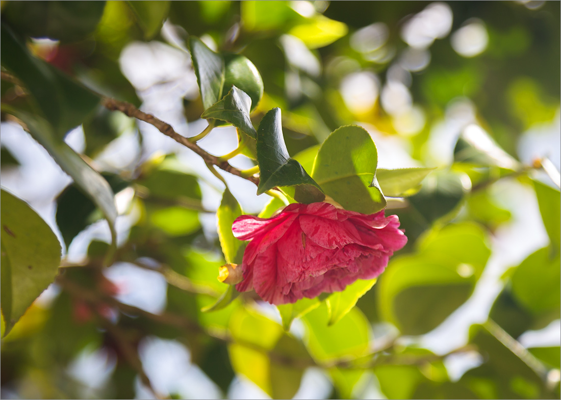 Image of Camellia japonica specimen.