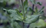 Salvia tesquicola