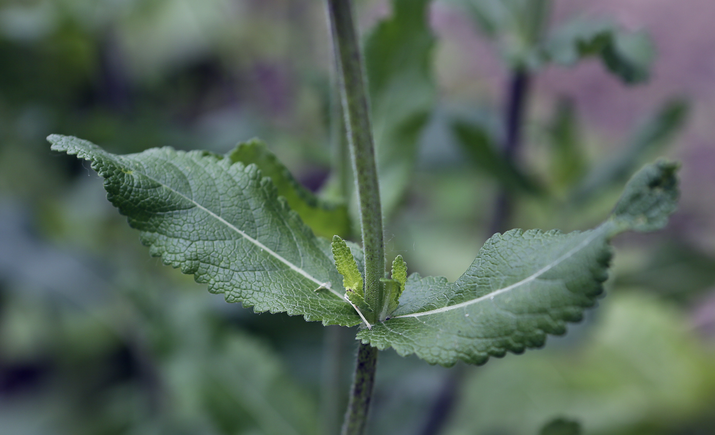 Изображение особи Salvia tesquicola.