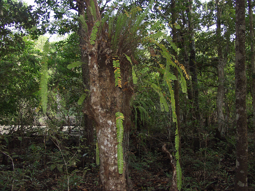 Image of class Polypodiopsida specimen.