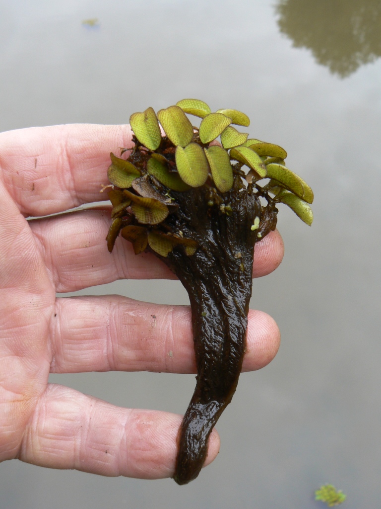 Image of Salvinia natans specimen.