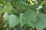 Betula platyphylla. Верхушка веточки (листья с нижней стороны). Амурская обл., Бурейский р-н, окр. с. Виноградовка, березняк, поляна. 28.07.2016.