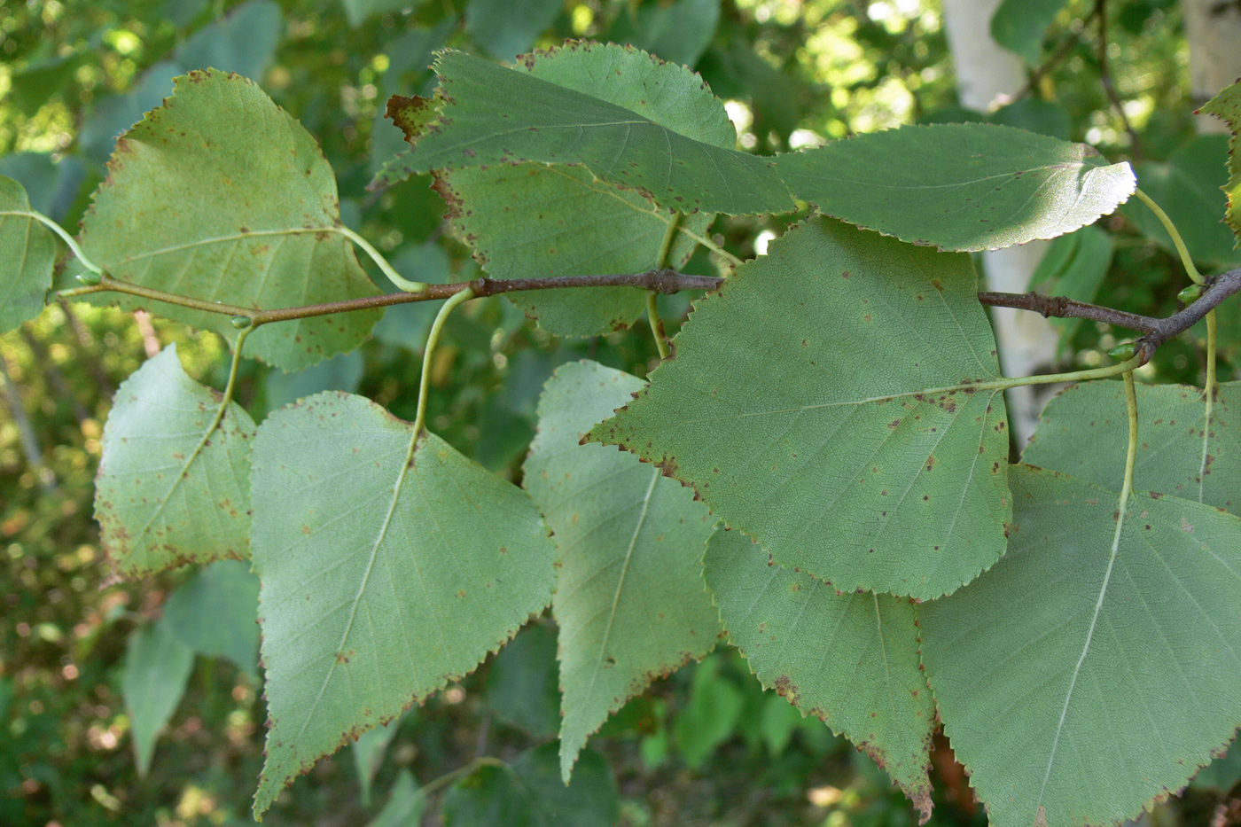 Изображение особи Betula platyphylla.