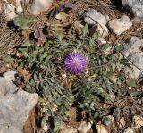 Centaurea raphanina ssp. mixta