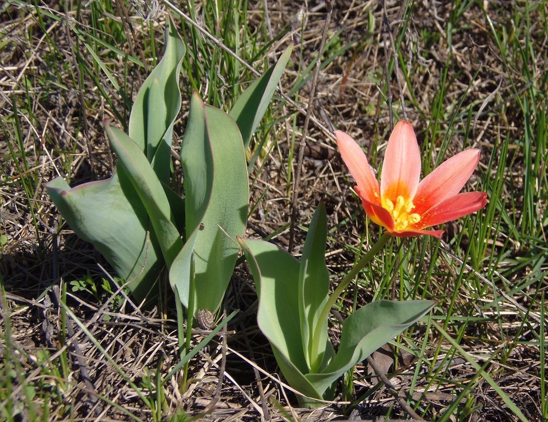 Image of Tulipa kaufmanniana specimen.