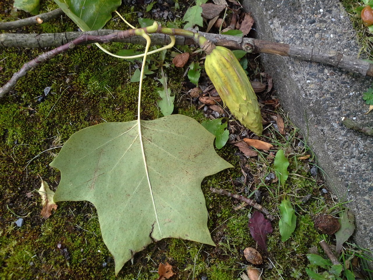 Image of Liriodendron tulipifera specimen.