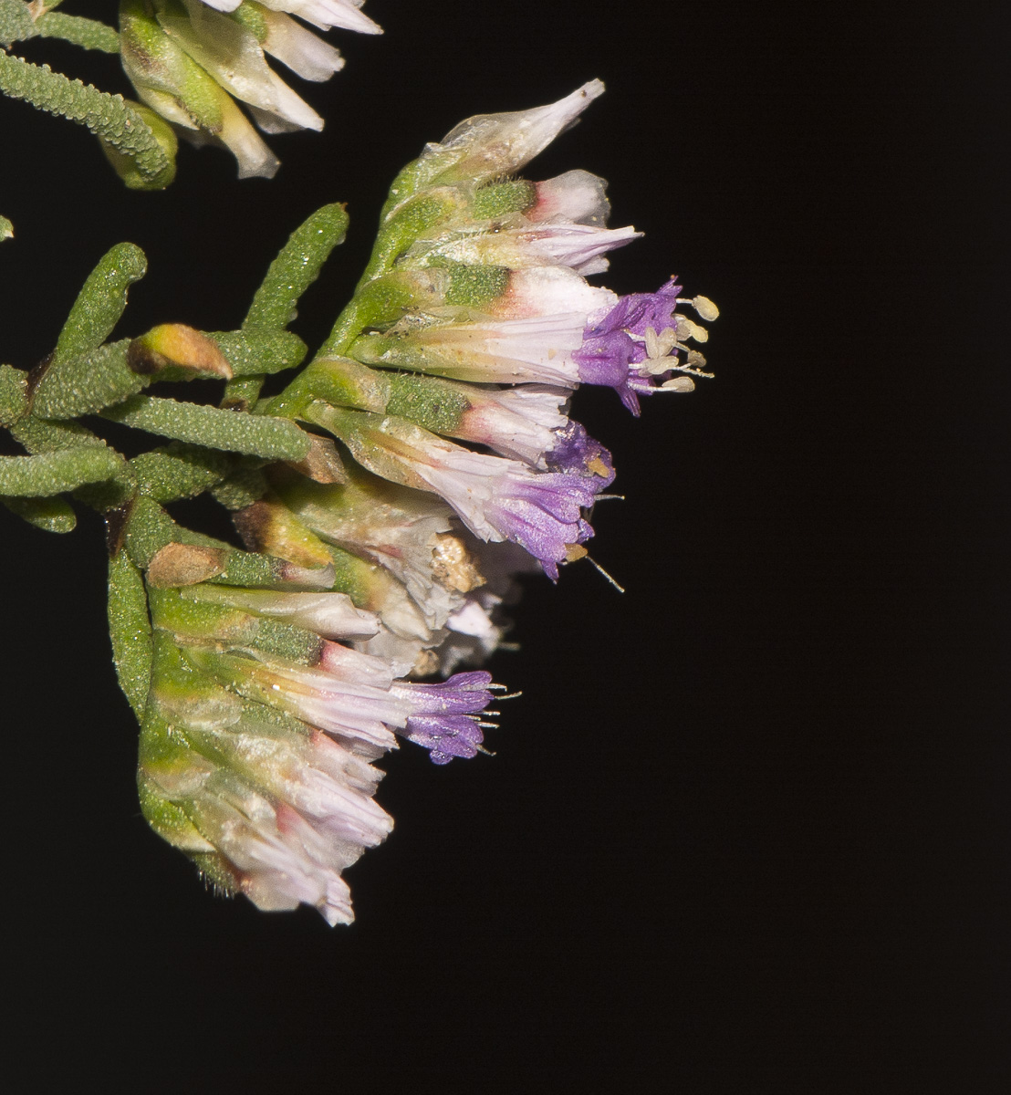 Изображение особи Limonium papillatum.