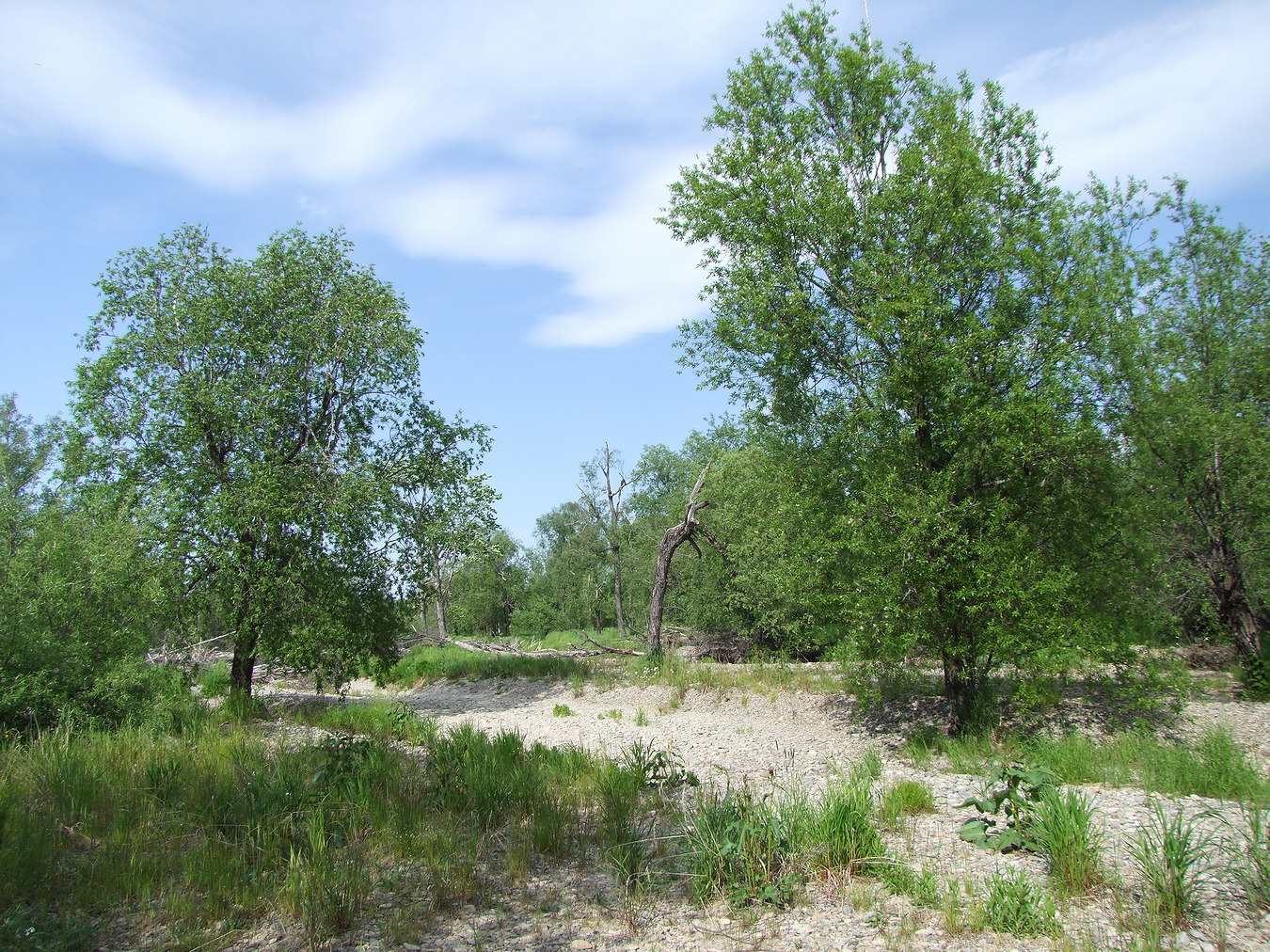 Image of Salix rorida specimen.