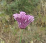 Allium rubellum. Верхушка побега с соцветием. Дагестан, Кумторкалинский р-н, склон горы. 06.05.2018.
