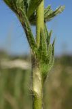 Potentilla recta