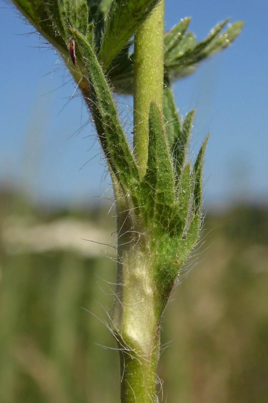 Изображение особи Potentilla recta.